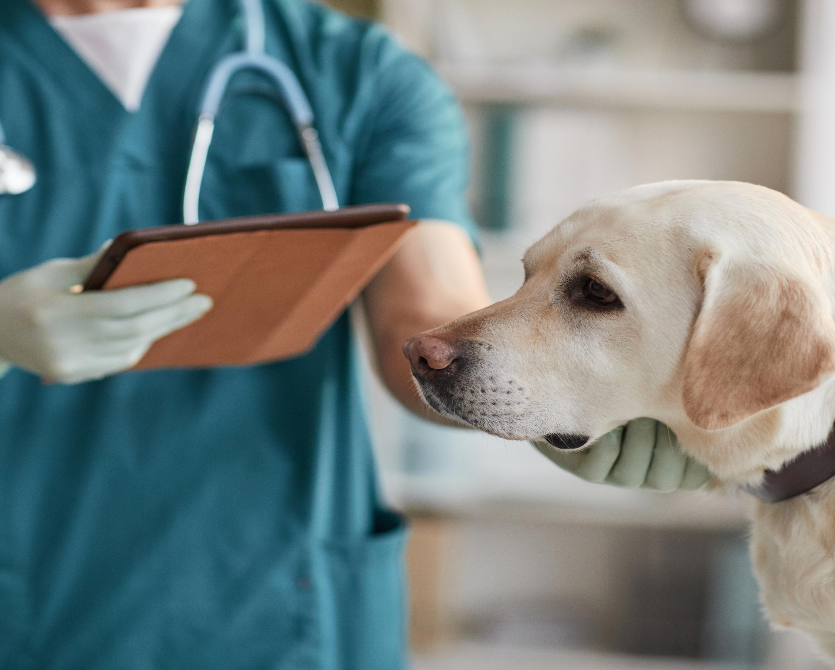 Vet working with dog.